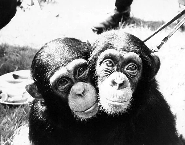 Two little chimps at London Zoo
