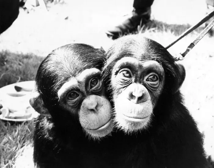 Framed Print : Two little chimps at London Zoo Framed Print : Two little chimps at London Zoo