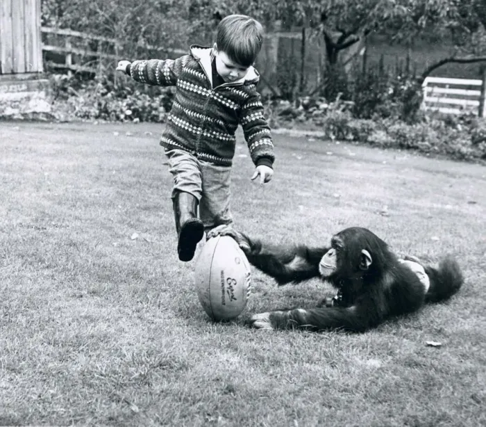 Framed Print : Little david Cawleyknows a thing or two about Rugby, and with the help of his friend Framed Print : Little david Cawleyknows a thing or two about Rugby, and with the help of his friend