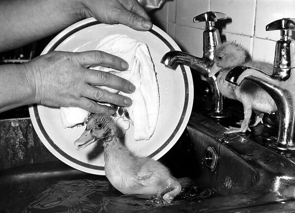 Two little ducklings in their owners sink as they 'help'
