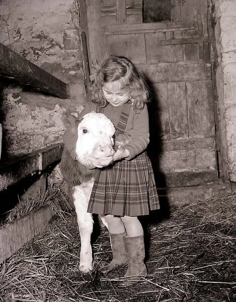 Little girl with calf in a barn March 1954 A©Mirrorpix