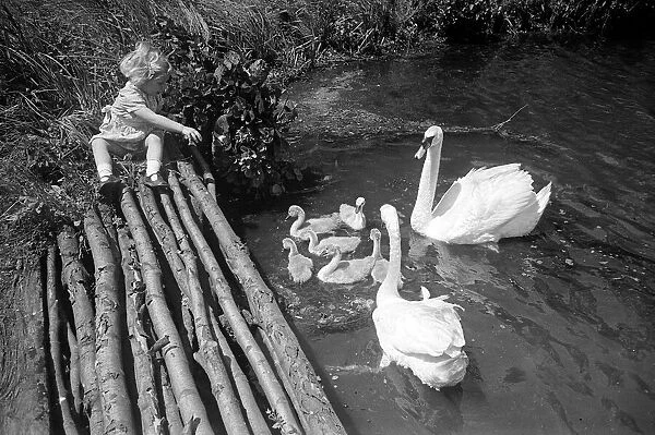 A little girl feeding swans and cygnets at Godalming, Surrey June 1944