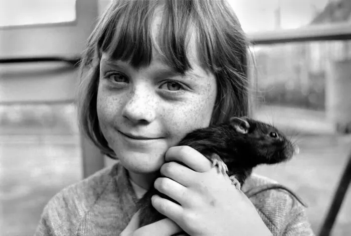 Framed Print : Little girl holding a rat. November 1969 Z10521-004