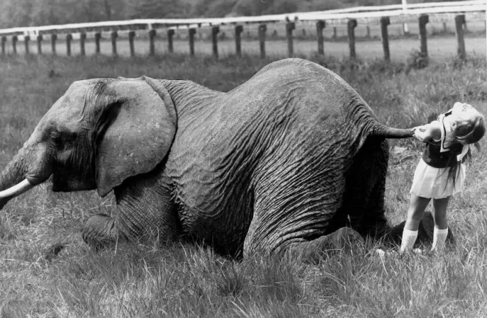 Framed Print : The little girl is trying desperatly to make the elephant move by pulling its tail Framed Print : The little girl is trying desperatly to make the elephant move by pulling its tail