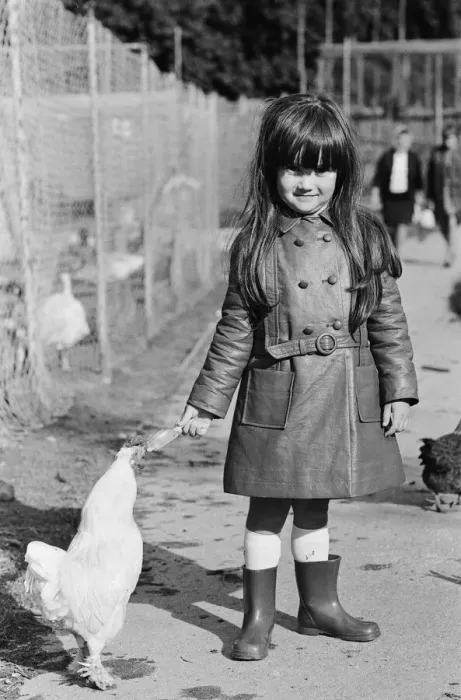 Framed Print : The little girl who had her iced lolly pecked by the chickens at Plymouth Zoo