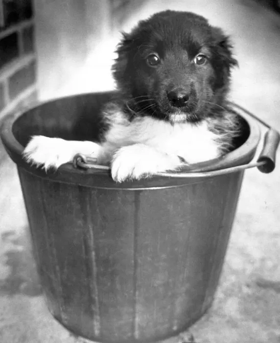 Framed Print : Little Joe, a dumped dog sits in a bucket at Coventrys RSPCA kennels