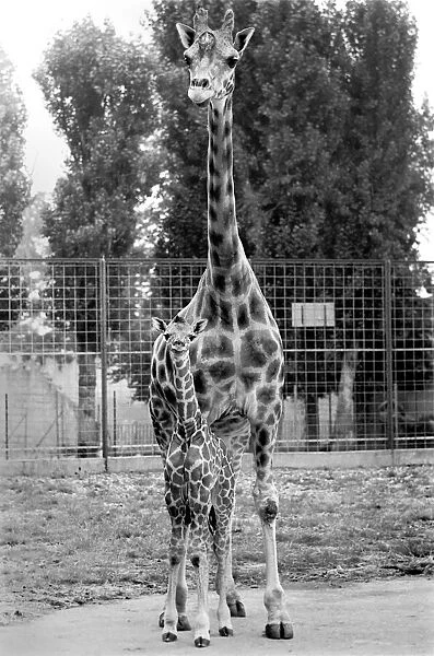 Little and Large, Delilah and baby giraffe seen here at Chessington Zoo