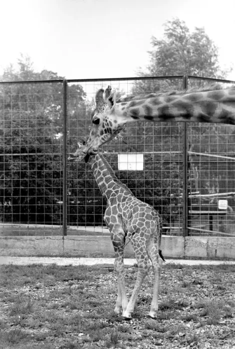 Framed Print : Little and Large, Delilah and baby giraffe seen here at Chessington Zoo Framed Print : Little and Large, Delilah and baby giraffe seen here at Chessington Zoo