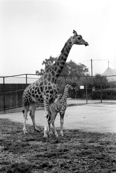 Framed Print : Little and Large, Delilah and baby giraffe seen here at Chessington Zoo