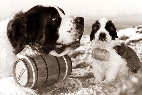 Little and Large A St Bernard and puppy with matching brandy barrels circa