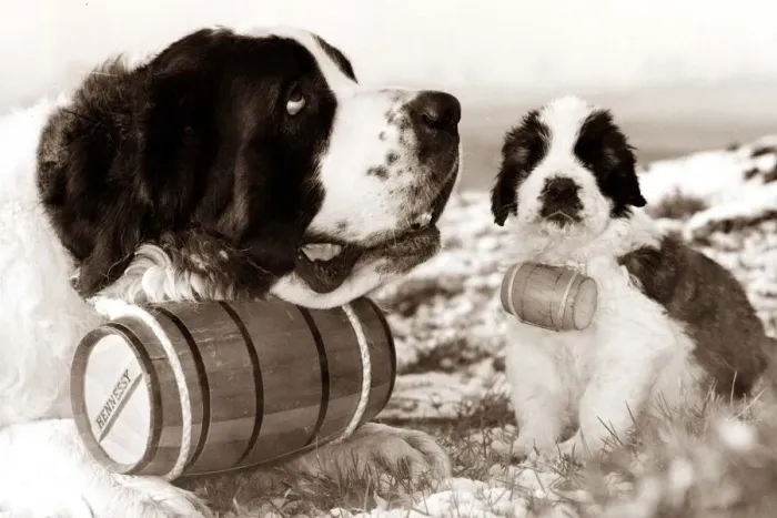 Framed Print : Little and Large A St Bernard and puppy with matching brandy barrels circa