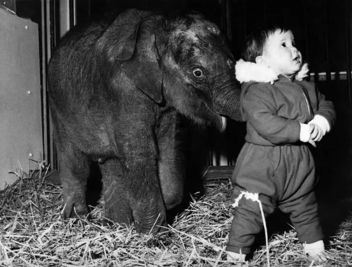 Framed Print : Little Lisa Roland is hoping this baby elephant will not forget she only a toddler, too Framed Print : Little Lisa Roland is hoping this baby elephant will not forget she only a toddler, too