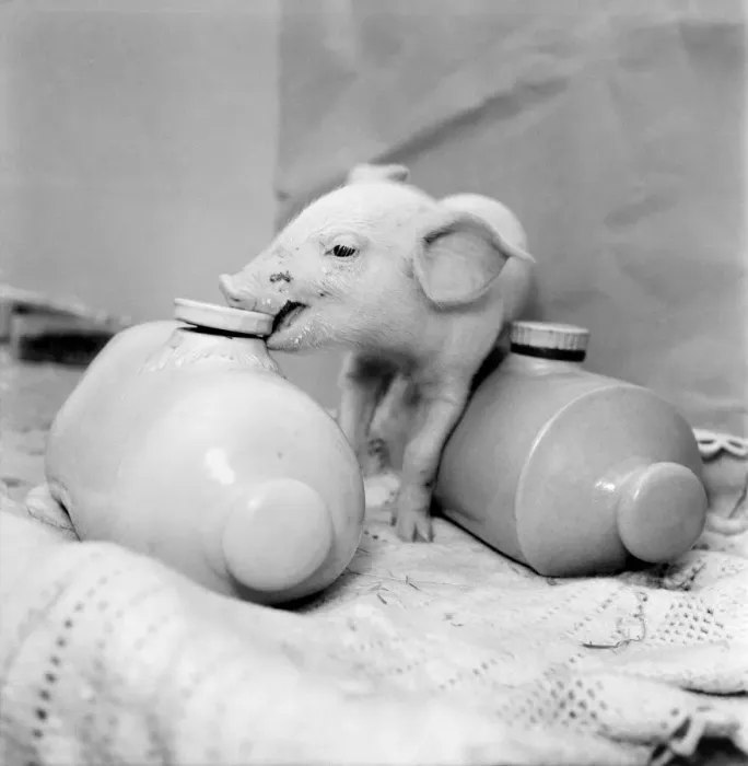 Framed Print : Little Pig Found Wandering Streets of London seen here keeping warm between two hot water Framed Print : Little Pig Found Wandering Streets of London seen here keeping warm between two hot water