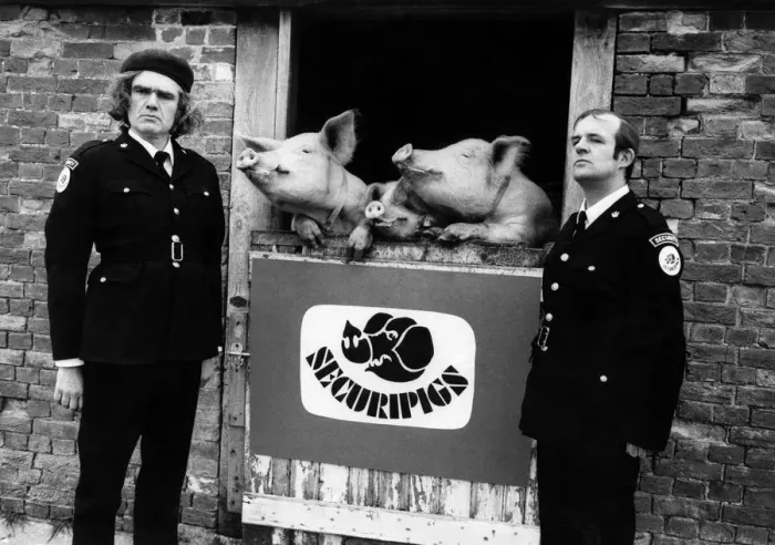 Framed Print : Some little pigs go to market but the finest risk life and trotter to protect