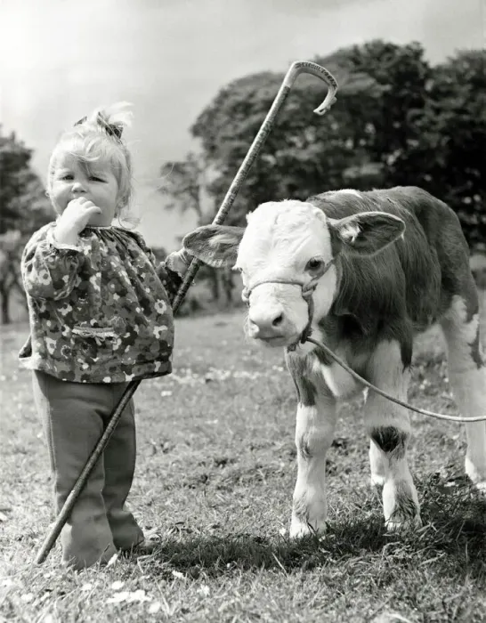 Framed Print : Little toddler Anne Young (18 months) makes friends with Skerrington Alpha Framed Print : Little toddler Anne Young (18 months) makes friends with Skerrington Alpha