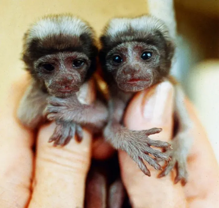 Framed Print : Little twin cotton topped Tamarian monkeys who were born at Kilverstone Park