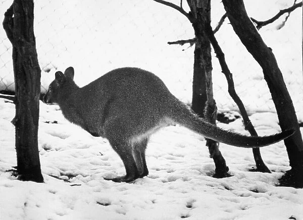 This little wallaby knows the winter is almost over