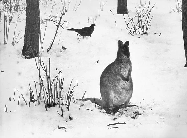 This little wallaby knows the winter is almost over