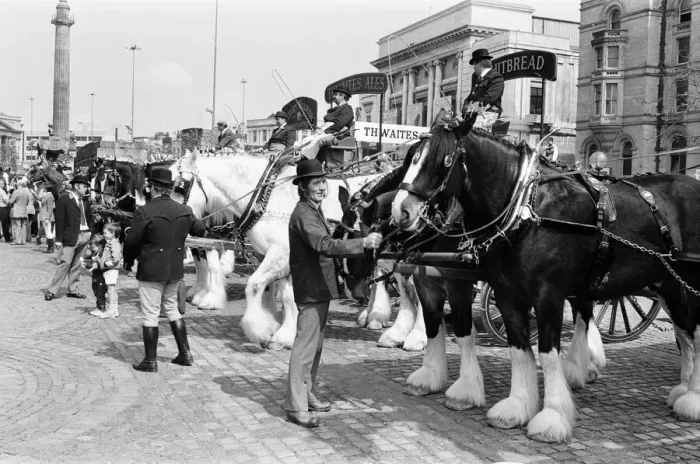 Framed Print : Liverpool May Horse Parade, City Centre, Liverpool, Saturday 9th May 1987 Framed Print : Liverpool May Horse Parade, City Centre, Liverpool, Saturday 9th May 1987