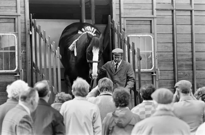 Framed Print : Liverpool May Horse Parade, Saturday 10th May 1986 Framed Print : Liverpool May Horse Parade, Saturday 10th May 1986