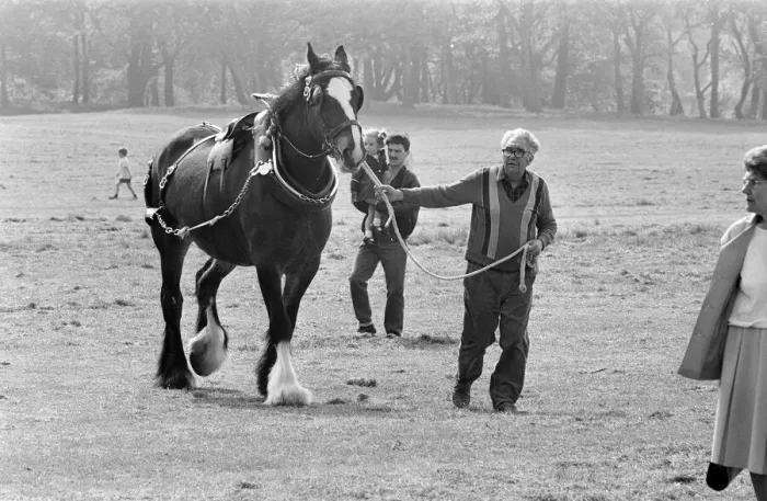 Framed Print : Liverpool May Horse Parade, Saturday 9th May 1987. Behind the scenes, Preparation Framed Print : Liverpool May Horse Parade, Saturday 9th May 1987. Behind the scenes, Preparation