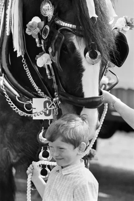 Framed Print : Liverpool May Horse Parade, Saturday 9th May 1987. Behind the scenes, Preparation