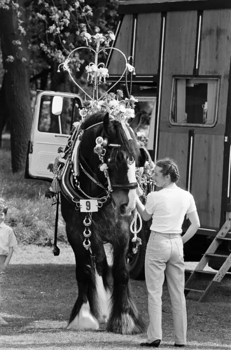 Framed Print : Liverpool May Horse Parade, Saturday 9th May 1987. Behind the scenes, Preparation Framed Print : Liverpool May Horse Parade, Saturday 9th May 1987. Behind the scenes, Preparation