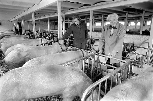 Livestock farmers at a intensive pig farm in Denmark. Where pigs are raised for bacon