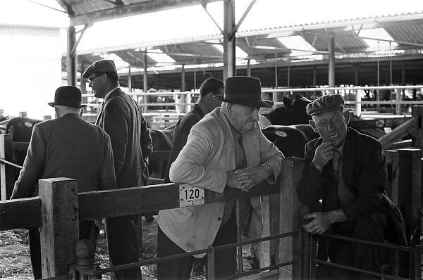 Livestock market held in Diss, Norfolk. 27th July 1963