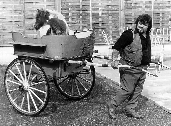 Lizzie the eight week old carthorse foal sits in the back of a carriage pulled by her