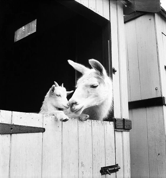 Llama and baby goat at Chessington Zoo. June 1953 D3283