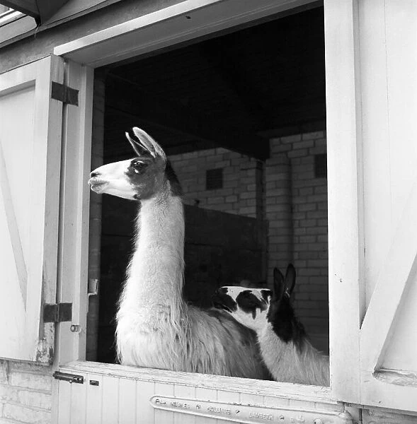 Llamas at Whipsnade Zoo. 1965