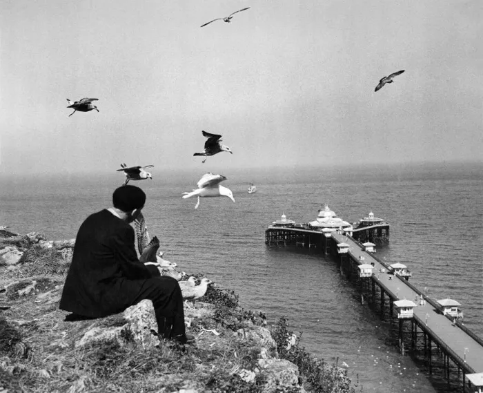 Framed Print : Llandudno, Caernavonshire in Wales. Pler and Gulls. October 1936 P009294 Framed Print : Llandudno, Caernavonshire in Wales. Pler and Gulls. October 1936 P009294