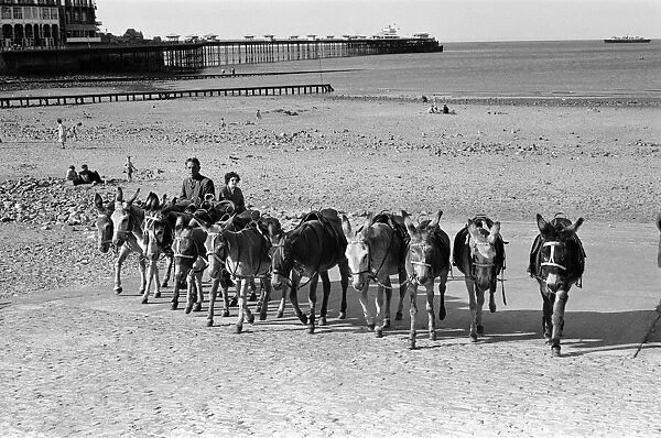 Llandudno, a seaside town in Conwy County Borough, Wales. Donkeys on the beach