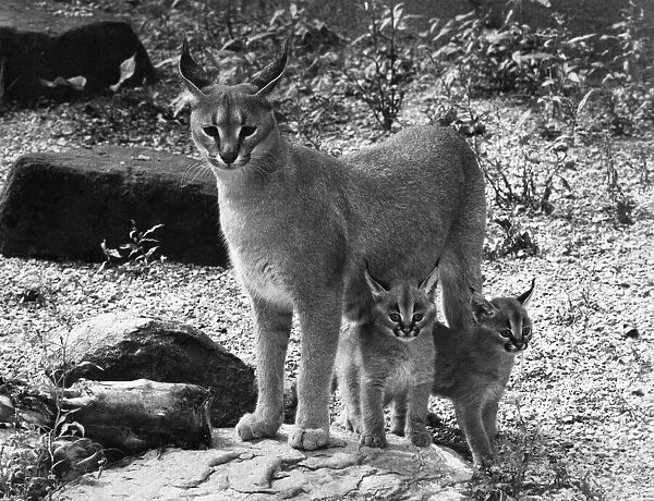 Lnyx seen here with her cubs. Circa 1970 P007409