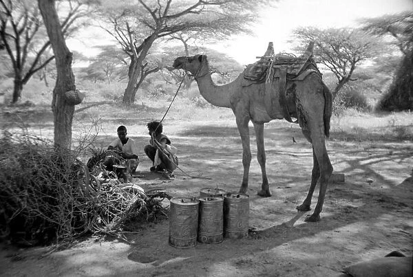 Local men of Somaliland with their camels Circa 1935 Africa 1930s