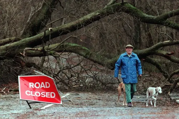 Framed Print : Lochwinnoch storm damage December 1998 man walking his dog past trees which have Framed Print : Lochwinnoch storm damage December 1998 man walking his dog past trees which have