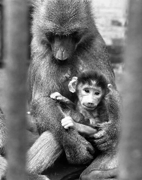 Lola the baboon holding her baby called Guy at Chessington Zoo, Surrey