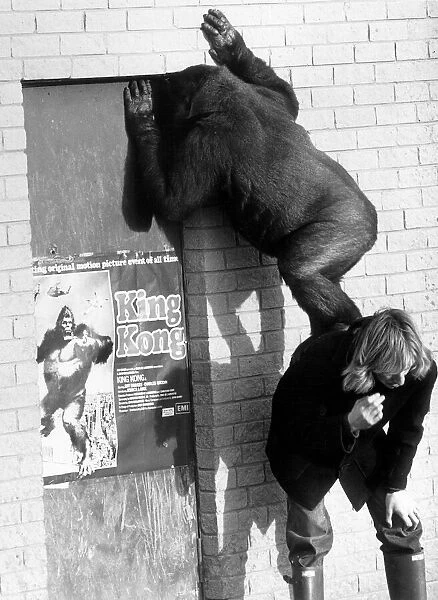 Lomie the gorilla after hearing that her hero King Kong was in town, in Blackpool Zoo