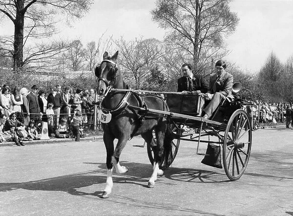 The London Harness Horse Parade in Regents Park Hackney horse Roscourt Jason with a