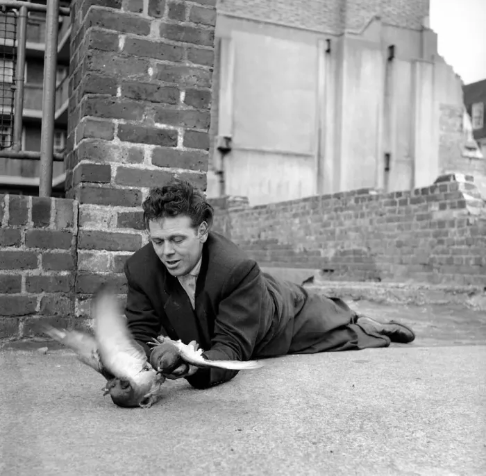 Framed Print : London pigeon catcher. January 1954 A157-007 Framed Print : London pigeon catcher. January 1954 A157-007