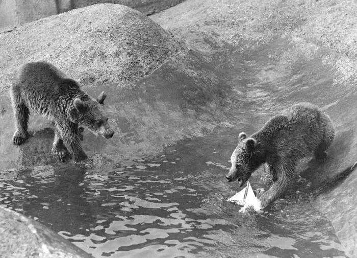 Framed Print : London Zoo Brown Bear A Bear plays with a toy boat in the water pool in his
