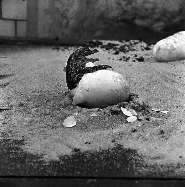 London Zoo. Crocodile Eggs. December 1952 C5904-001