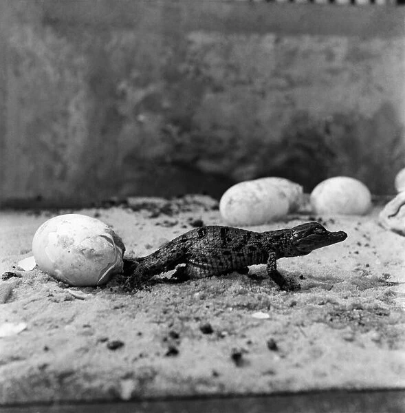London Zoo. Crocodile Eggs. December 1952 C5904-003