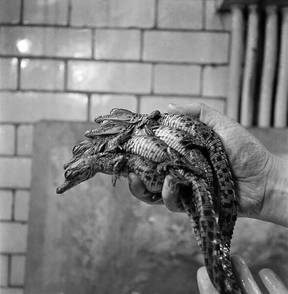 London Zoo. Newly hatched crocodile. December 1952 C5904-001