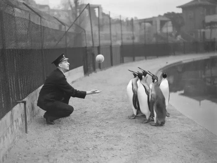 Framed Print : London Zoo Penguins playing with ball. 1950 022835  /  4