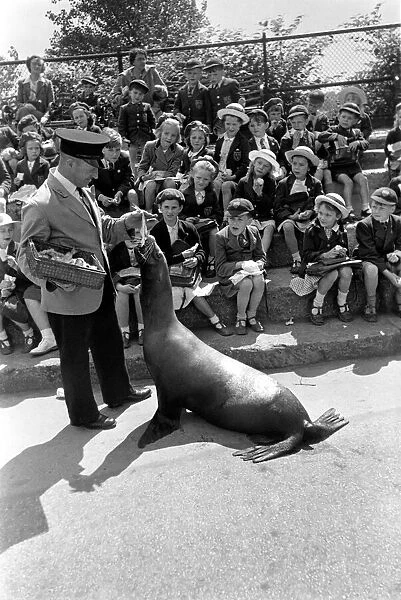 London Zoo. Sea-Lion with his keeper performing for schoolchildren. May 1952 C2745 001