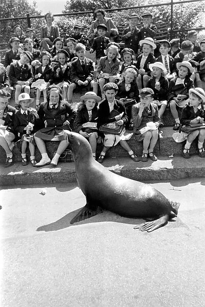 London Zoo. Sea-Lion with his keeper performing for schoolchildren. May 1952 C2745 001