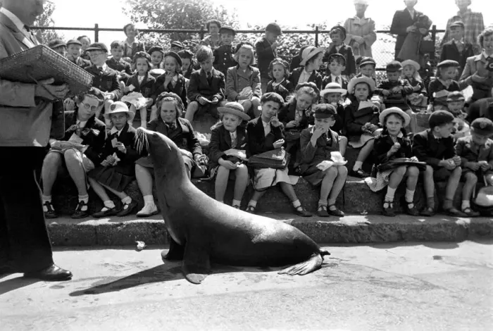 Framed Print : London Zoo. Sea-Lion with his keeper performing for schoolchildren. May 1952 C2745 Framed Print : London Zoo. Sea-Lion with his keeper performing for schoolchildren. May 1952 C2745