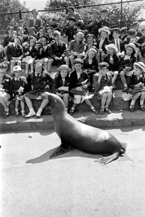 Framed Print : London Zoo. Sea-Lion with his keeper performing for schoolchildren. May 1952 C2745 001 Framed Print : London Zoo. Sea-Lion with his keeper performing for schoolchildren. May 1952 C2745 001